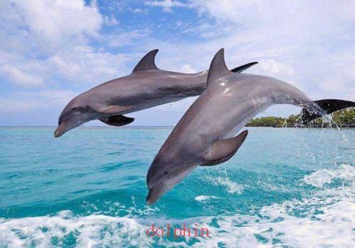 海豚(码头的)系船柱 名词复数:dolphins[例句]a man riding a