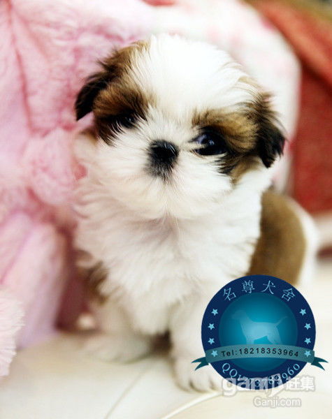 一般有正规血统证书的西施犬幼犬(一般是赛级犬