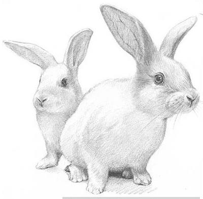 兔子素描兔子素描画
