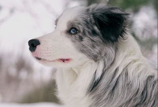 柯利犬有哪些柯利犬有哪些品种