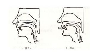 平舌音发音时舌尖抵住上齿背或者下齿背都可以.