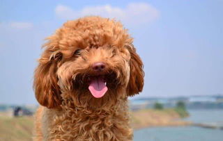 训练泰迪犬的技巧泰迪训练