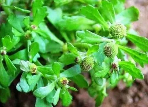 鹅不食草的功效与作用鹅不食草的功效与作用图片