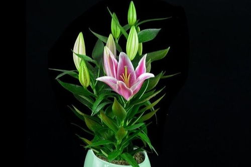 百合花怎么养百合花怎么养盆栽