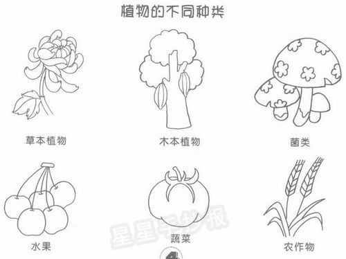 植物怎么画