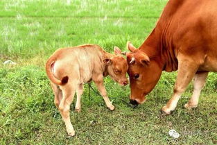 三只牛的这个字的读音是什么三只牛的寓意