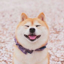 北登柴犬临死前的微笑,北登柴犬喝水微笑