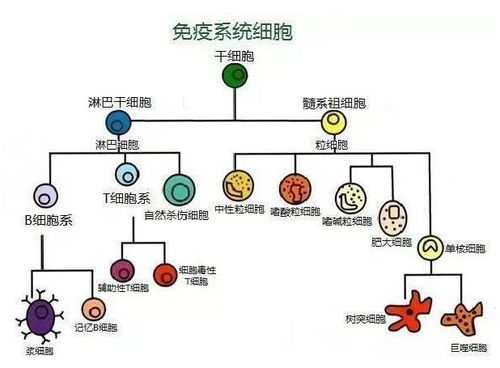 免疫系统疾病有哪些免疫系统发烧