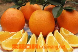 脐橙的禁忌和副作用有哪些(脐橙的禁忌和副作用有哪些图片)