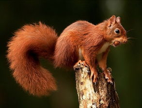 把尾巴挺直,可以跳出十几米远,依靠这种本领,当松鼠遇到凶猛动物时