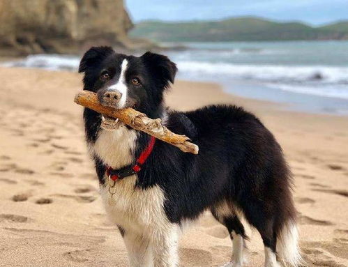 萨摩耶 哈士奇 阿拉斯加,萨摩耶 英语_竞价网