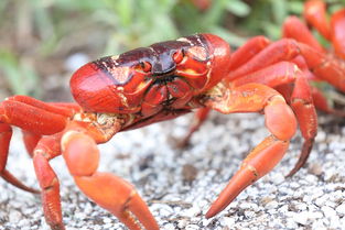 红蟹鱼百科图片