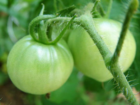 青番茄能炒熟吃吗?