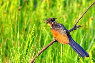 布谷鸟图片高清大图,布谷鸟图片和叫声