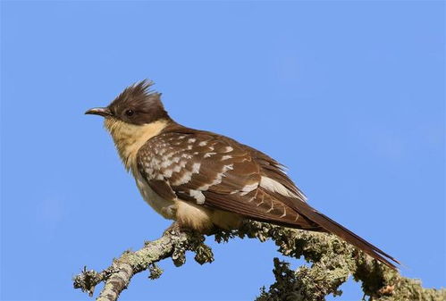 布谷鸟图片高清大图,布谷鸟图片和叫声