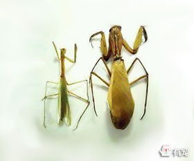 巨型螳螂1米泰坦图片