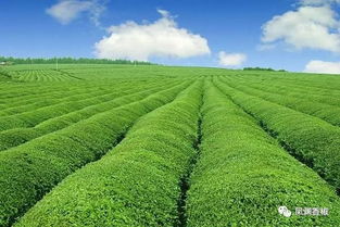 三农种植致富技术 种植致富20个好项目