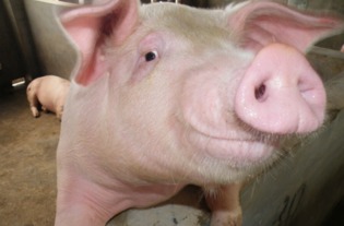 猪叫声文字怎么形容猪叫声文字怎么形容英文