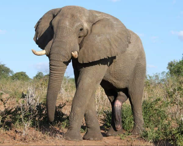 大象的腿像柱子图片