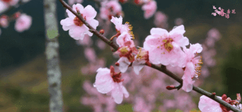 去年花胜今年红可惜明年花更好_今年花胜去年红_今年花胜去年红怎么断句