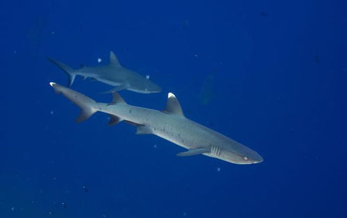 白印霞鲨图片
