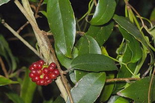 血藤的功效与作用