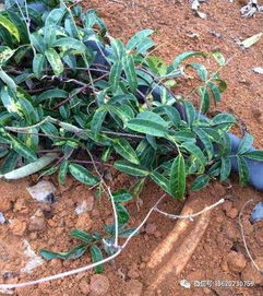 牛大力泡酒配方大全(牛大力泡酒药材搭配)