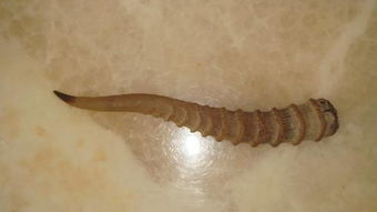 是西塞羚羊角,藏羚羊角,黄羊角还是长尾黄羊角?它们的主要区别是什么.