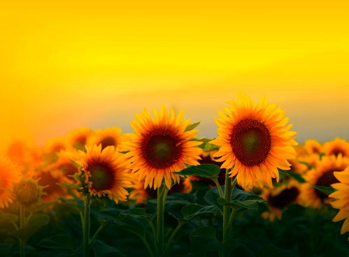 充满希望英语怎么读