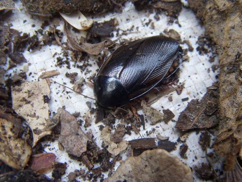 地鳖虫有什么功效?