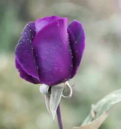 唯美微信紫色花头像图片