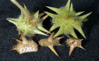 蒺藜怎么读蒺藜怎么读是什么意思