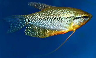 珍珠马甲珍珠马甲鱼可以混养吗