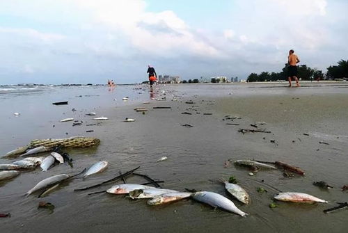 海洋污染通常是指人类改变了海洋原来的状态,使海洋生态系统遭到破坏