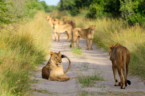 我的野生动物朋友的读后感