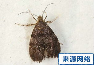 石蚕石蚕的小鞘是什么
