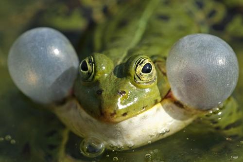 青蛙用什么呼吸的?