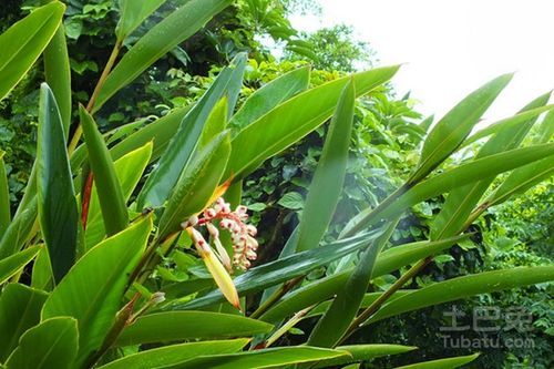 野山姜的功效与作用_竞价网