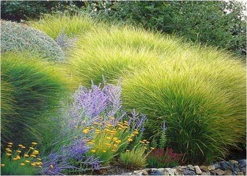 晨光芒晨光芒与细叶芒的区别