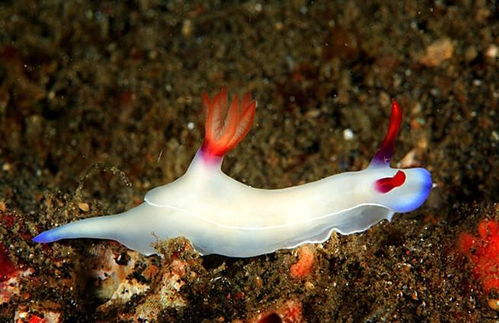 海兔是什么(海兔是什么海鲜)_竞价网