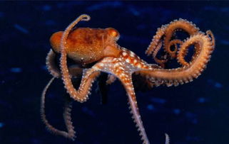 octopus是什么意思