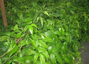 三叶青作为一种药材,要怎么吃才比较有效?