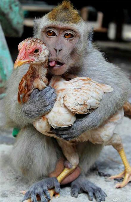 杀鸡给猴看什么意思杀鸡给猴看相近的成语