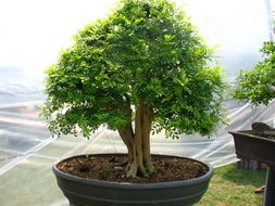 九里香树九里香树图片