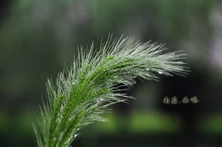 盎然生机盎然生机的拼音