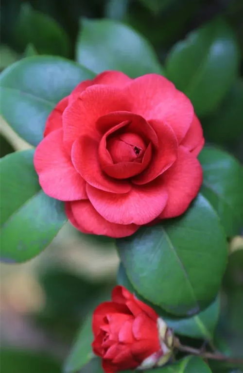 山茶花的花语和象征