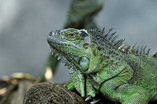 lizardlizard和iguana的区别
