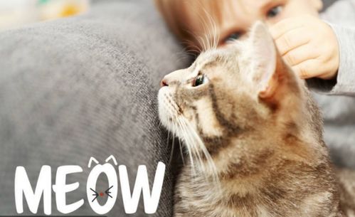 meow什么意思中文_竞价网