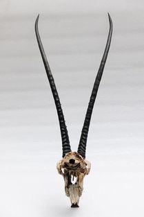 羚羊角图片羚羊角图片大全价格