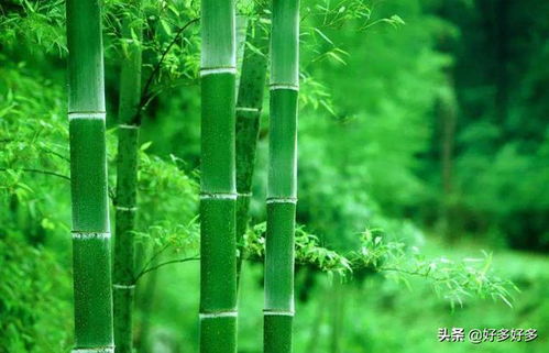 竹子的品质和精神竹子的品质和精神借物喻人